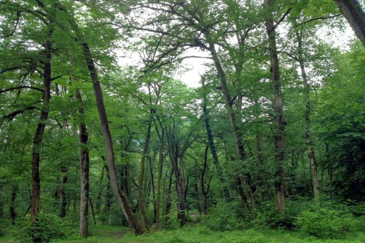 جنگل مازندران