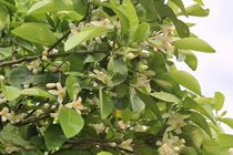 بوی خوش برداشت بهارِ نارنج در فارس از راه رسید