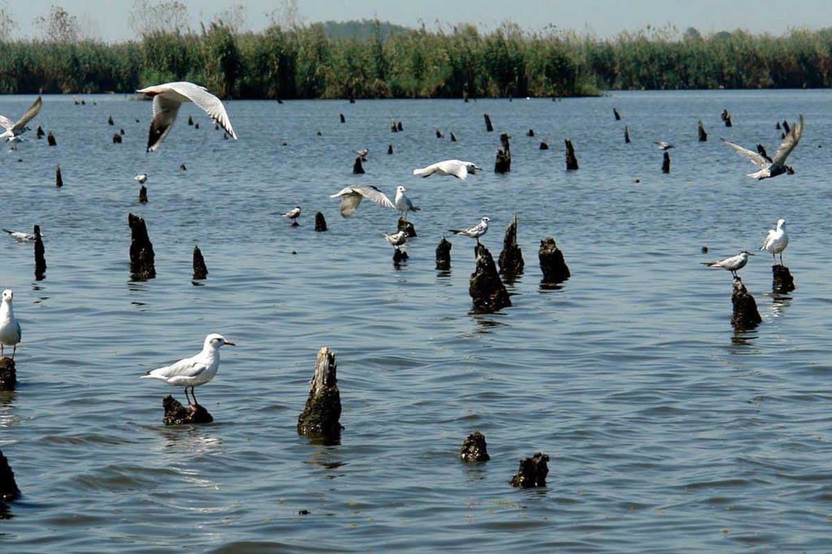 پناهگاه حیات وحش سلکه