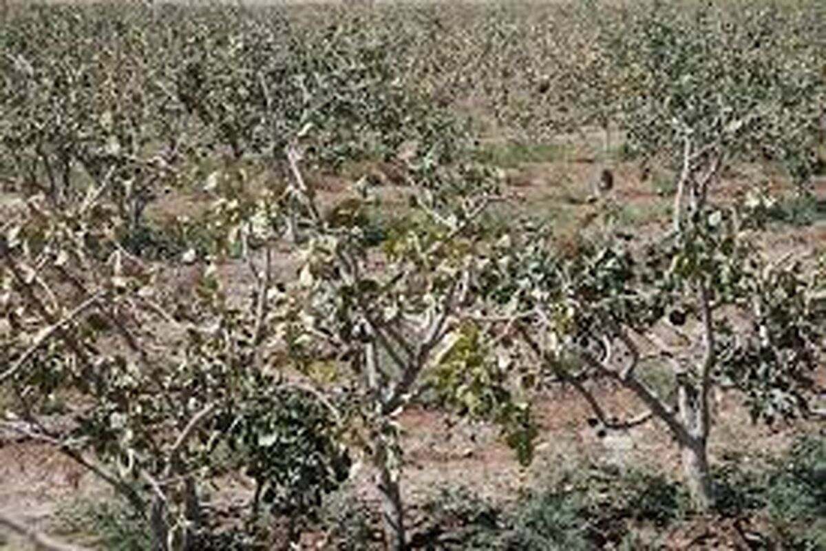 سرمازدگی