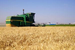 خیز چهارمحال‌و‌بختیاری برای رکوردشکنی در خرید تضمینی گندم
