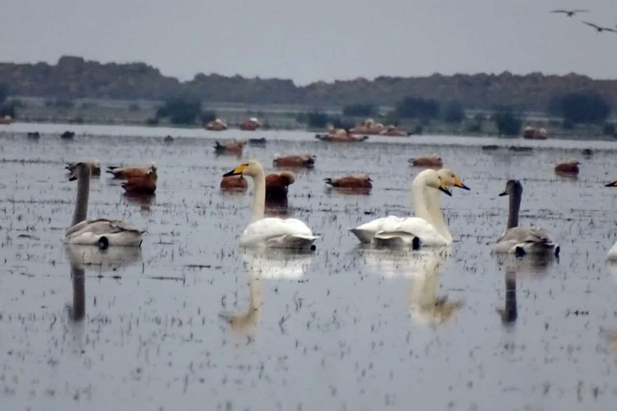  پارک ملی بوجاق