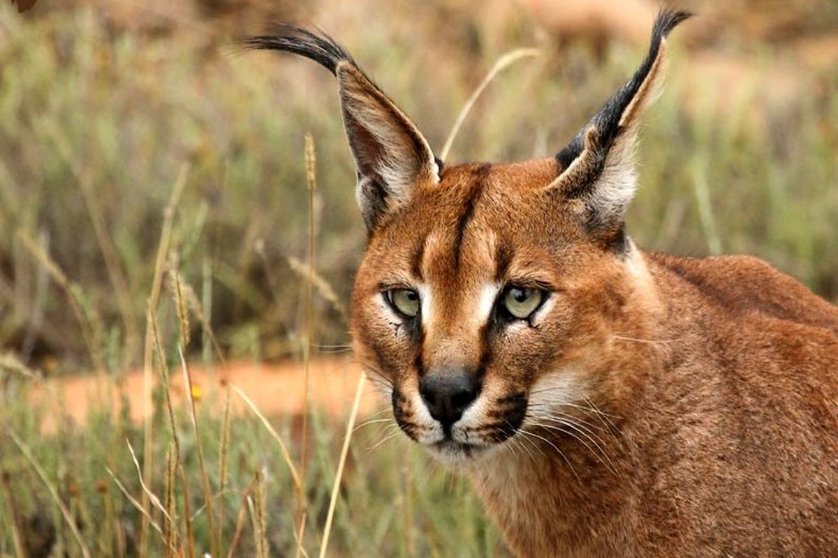 1اصفهان- کاراکال