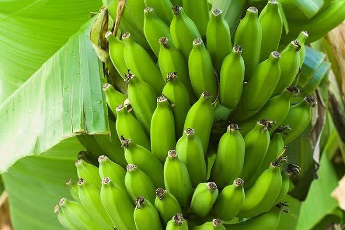 موز گلخانه ای