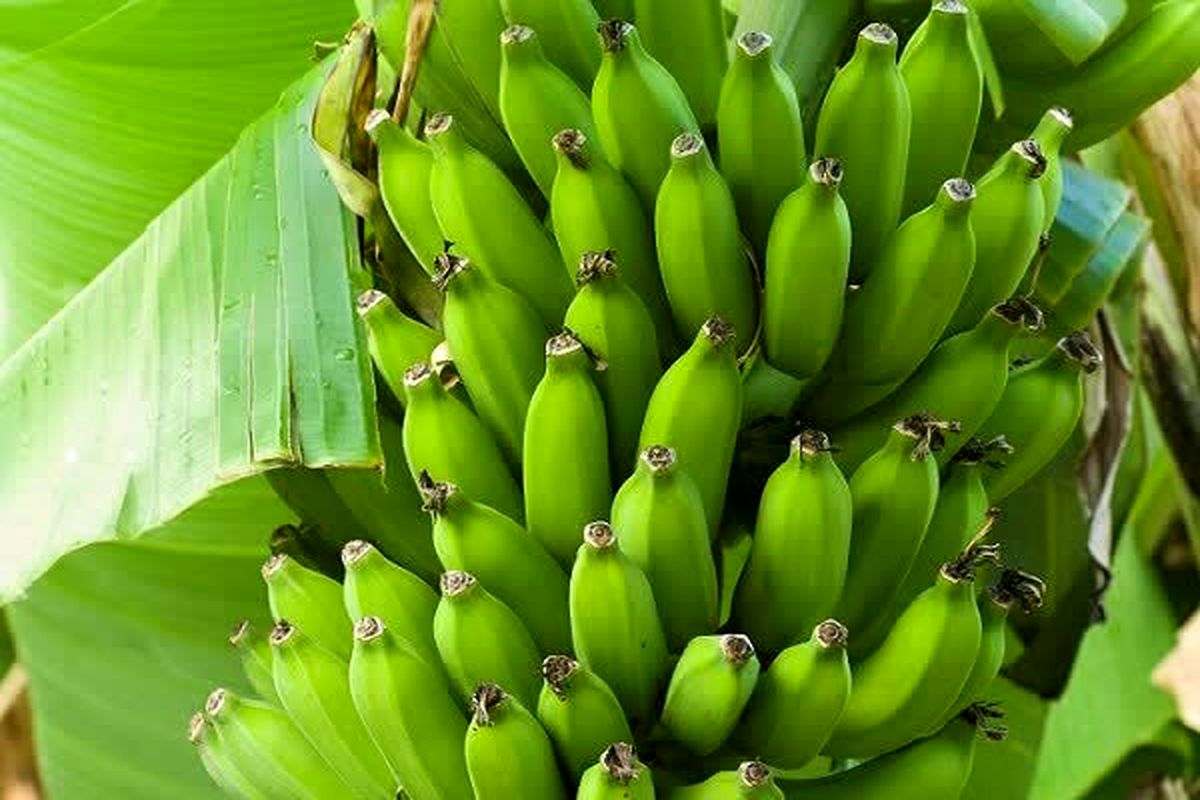 موز گلخانه ای