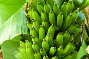 تولید موز گلخانه ای برای نخستین بار در بیضا 