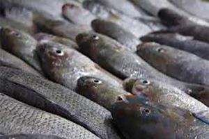 کشف محموله ۱۲ تنی ضایعات ماهی قاچاق در بندرعباس