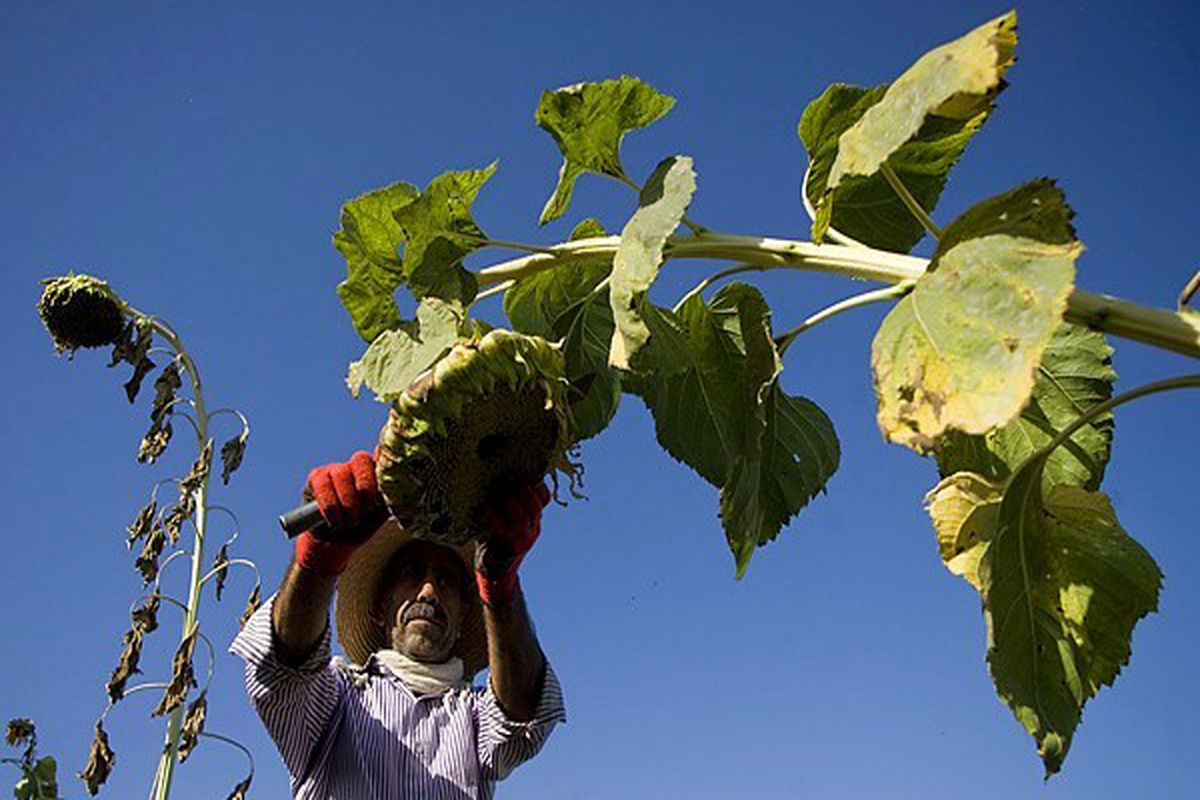 آفتابگردان
