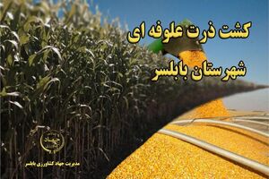کشت ۲۷ هکتار ذرت علوفه‌ای در بخش بهنمیر