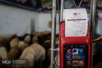 بازار عرضه بهداشتی دام در تهران