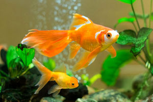 شهروندان ماهی قرمز شب عید را از مراکز فروش مجاز و بهداشتی تهیه کنند