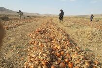سطوح زیر کشت پیاز برای تولید زمستانه ابلاغ شد