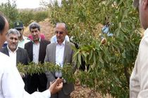 محصولات باغات دالاهو شهرت جهانی دارند