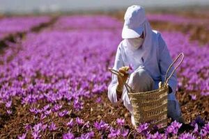 برداشت زعفران در خرم آباد آغاز شد