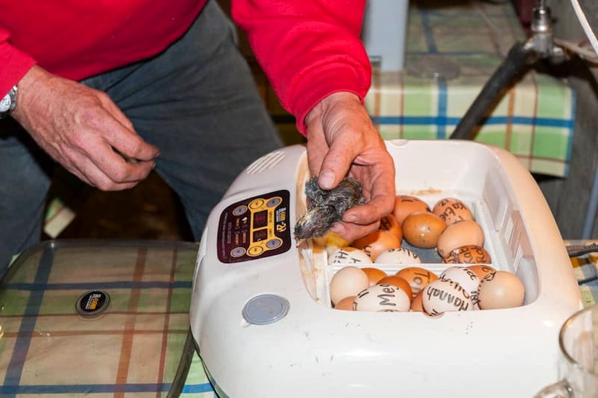 دستگاه جوجه کشی - چیکن دیوایس