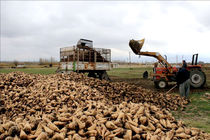 افزایش ۲۸ درصدی تحویل چغندر قند به کارخانه‌ها