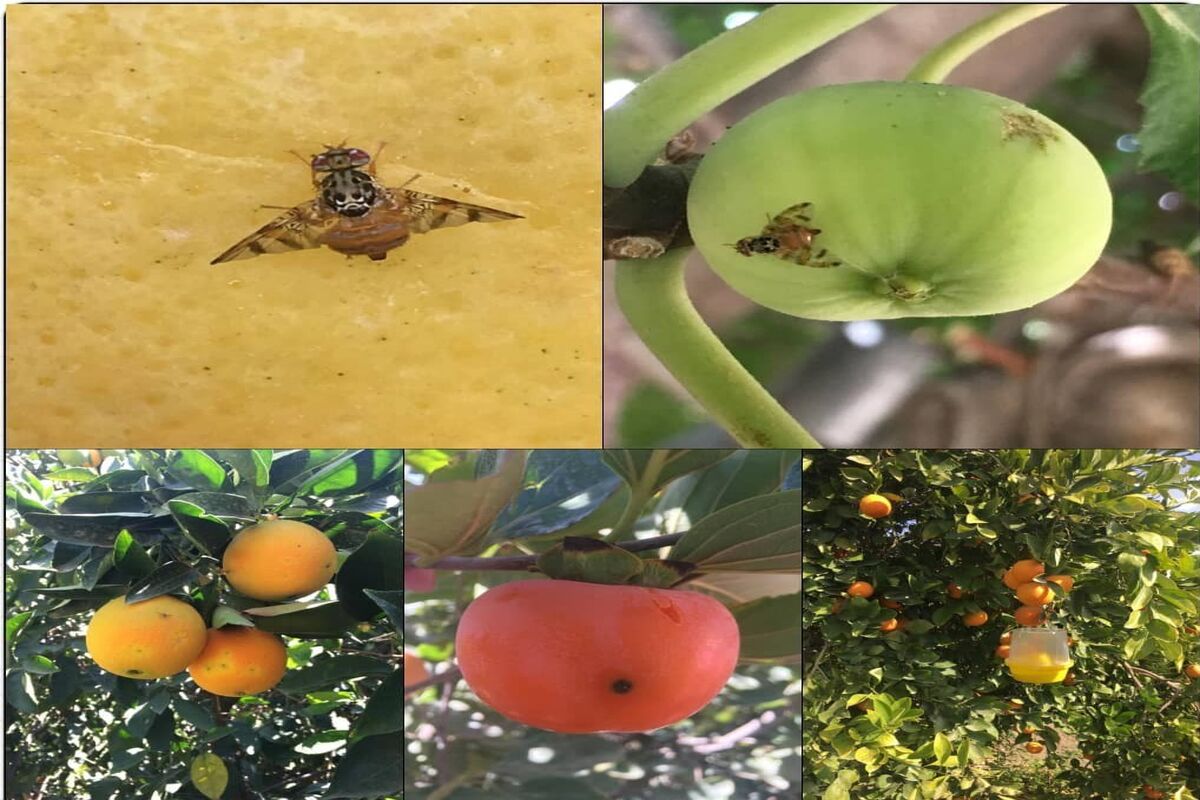 مگس میوه ترانه ای