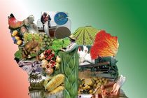 صنایع تبدیلی نیاز اصلی استان کردستان است