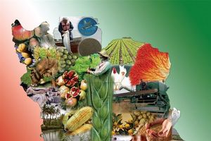 صنایع تبدیلی نیاز اصلی استان کردستان است