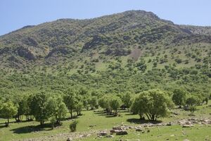 سرمایه گذاران حوزه گردشگری شهری سنندج حمایت می‌شوند