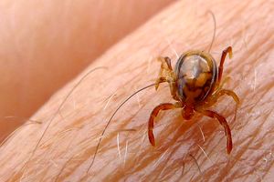 با مشاهده علائم سرماخوردگی بعد از عید قربان به پزشک مراجعه کنید