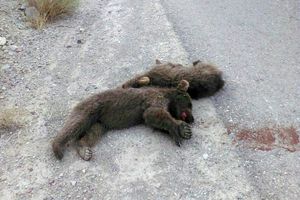 دو توله خرس قهوه‌ای در سمنان کشته شدند