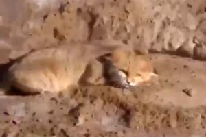 مشاهده یک گربه شنی برای نخستین بار در قم