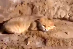 مشاهده یک گربه شنی برای نخستین بار در قم