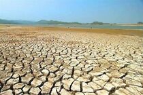 وسعت مزارع گندم سیستان و بلوچستان کاهش یافته است