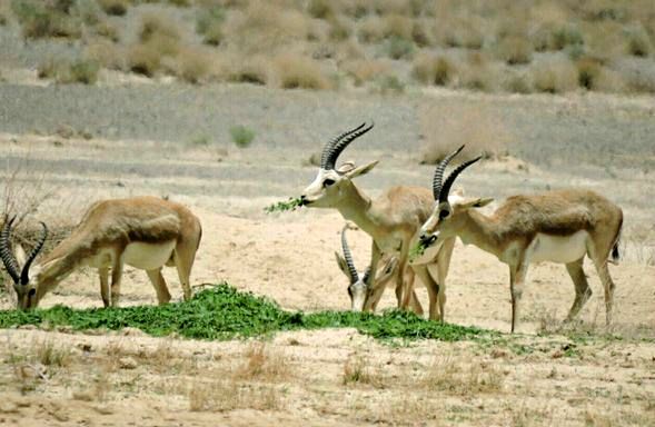 کودکان دوستدار محیط زیست در اصفهان پول قلک خود را نذر آهوان پارک ملی کلاه قاضی کردند