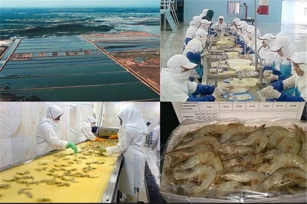 صادرات میگو از استان گلستان