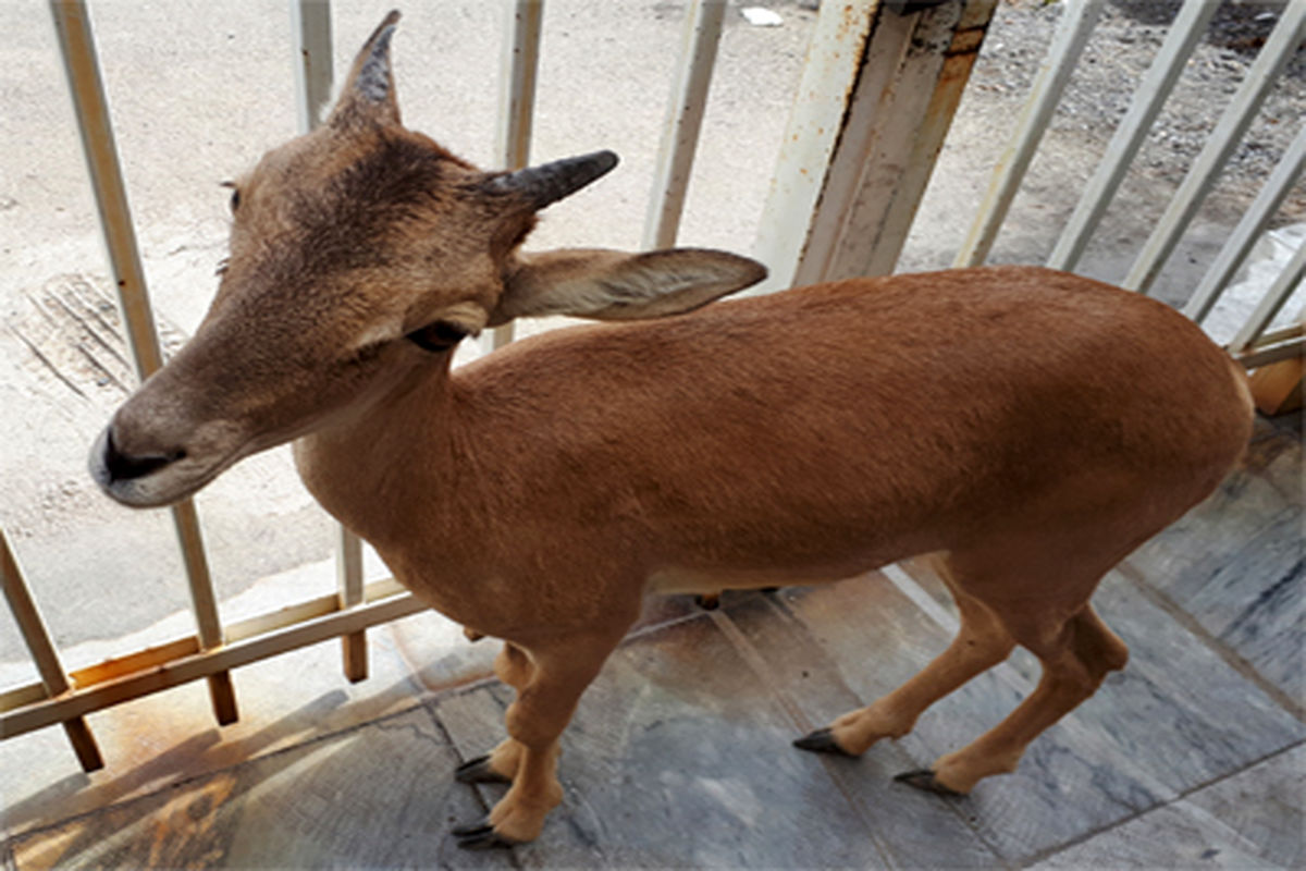 اصفهان- بره میش وحشی