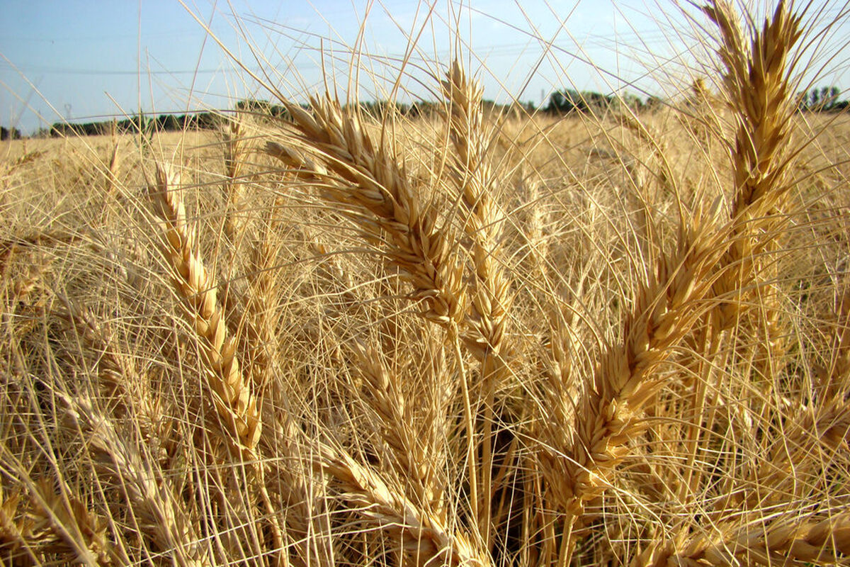 خرید تضمینی گندم