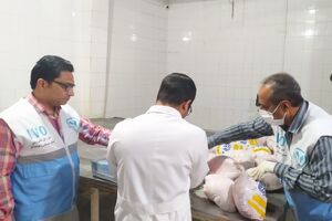کشف و ضبط پنج تن گوشت قرمز و گوشت مرغ از یک سردخانه غیرمجاز درحاشیه شهرزاهدان 