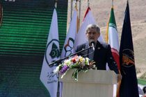 شهروندان قطع شدن درختان در شیراز را اطلاع‌رسانی کنند