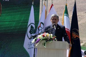 شهروندان قطع شدن درختان در شیراز را اطلاع‌رسانی کنند