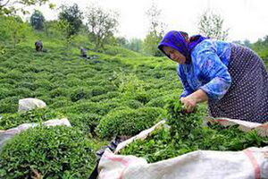 تمدید مهلت خرید تضمینی برگ سبز چای