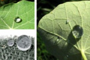 استفاده از سطوح فوق آب‌گریز راهی برای کاهش اصطکاک