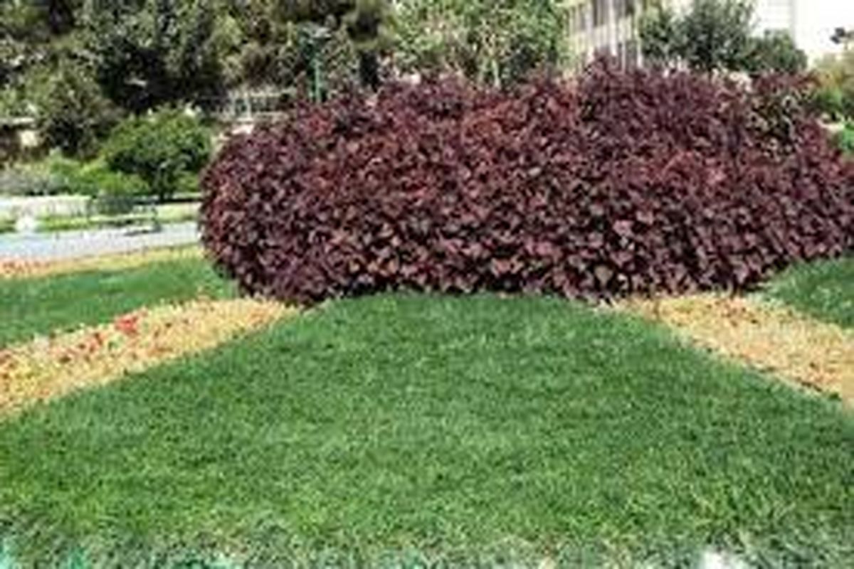 فضای سبز