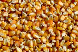 ذرت‌های آلوده اجازه ورود برای تولید محصول نیز ندارند/دستور رئیس‌جمهوری مرجوع شدن 147 هزار تن ذرت آلوده است