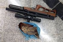 دستگیری 5 متخلف شکار و صید در سه شهر مازندران