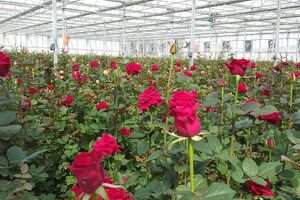 تولید 19 میلیون گل و گیاه زینتی در نوشهر