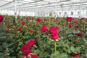 اولین بارانداز گل های تزیینی شاخه ای در استان راه اندازی می شود