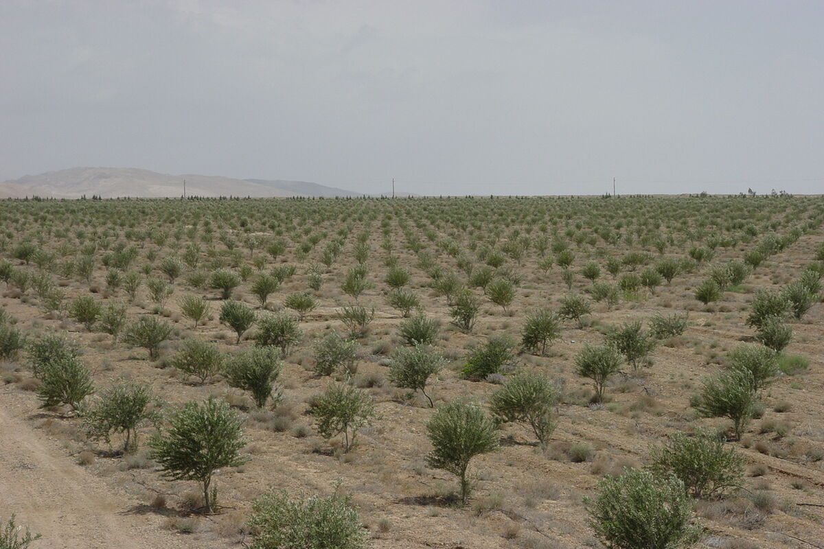 اراضی ملی