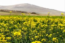مطالبات کلزاکاران کشور به زودی پرداخت می‌شود