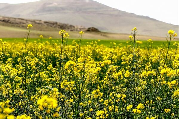 مجوز تولید دانه‌های روغنی به واردکنندگان غیردولتی اعطا شد  