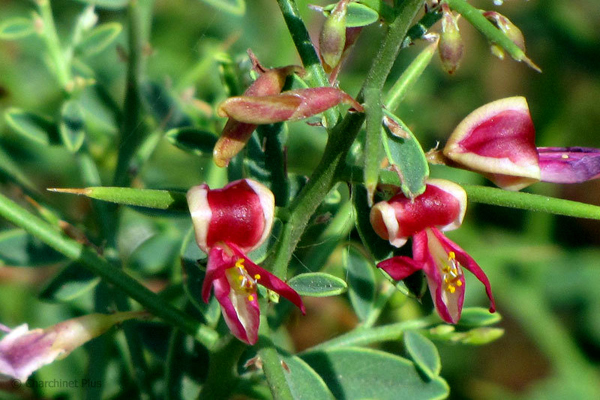  کشت نشایی گیاه خارشتر