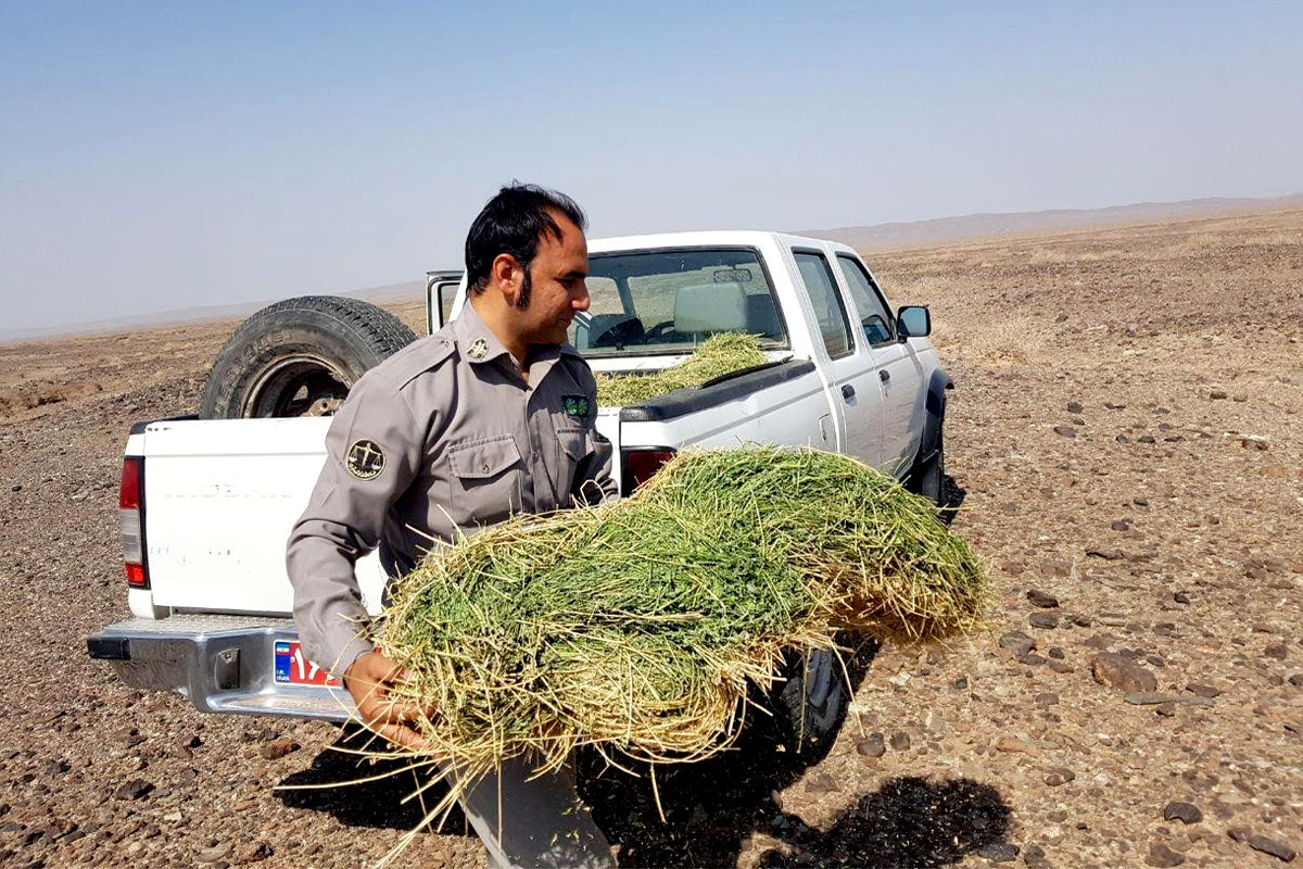 پویش "نذر ضامن آهو" 