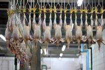 یازدهمین کشتارگاه صنعتی طیور خوزستان به بهره برداری رسید 