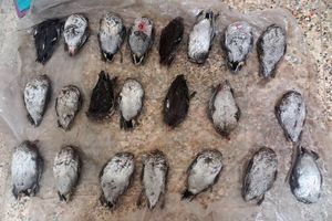 شکارچی غیرمجاز در تالاب بین المللی هورالعظیم دستگیر شد